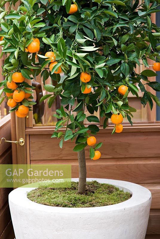 Orange tree in a stone planter