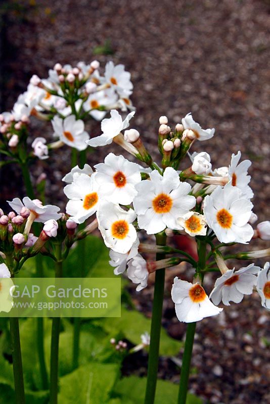 Primula japonica 'Postford White' AGM