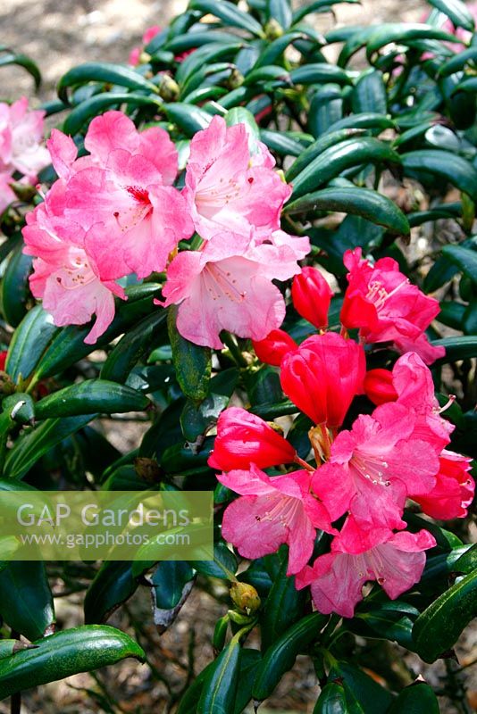 Rhododendron 'Renoir' AGM