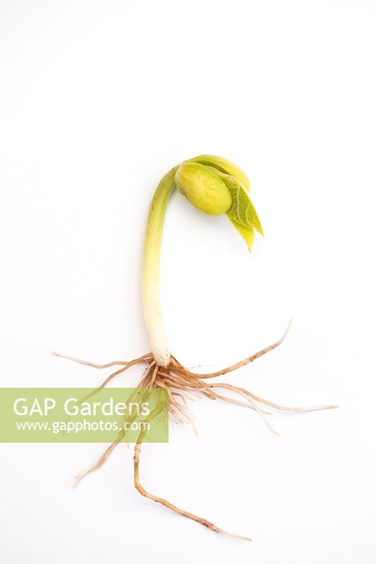 Phaseolus vulgaris - Germinated borlotti bean shoot and roots against white background