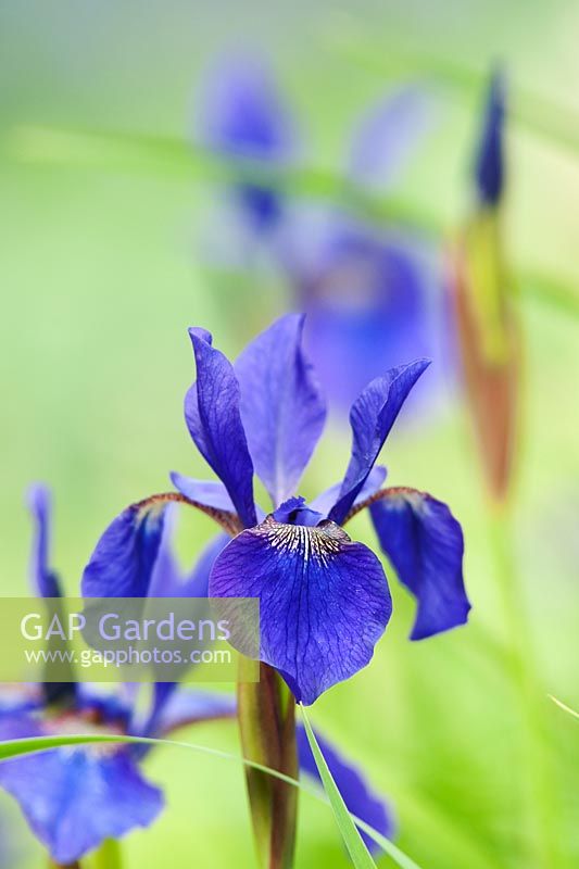 Iris sibirica 'Camberley' - Siberian iris