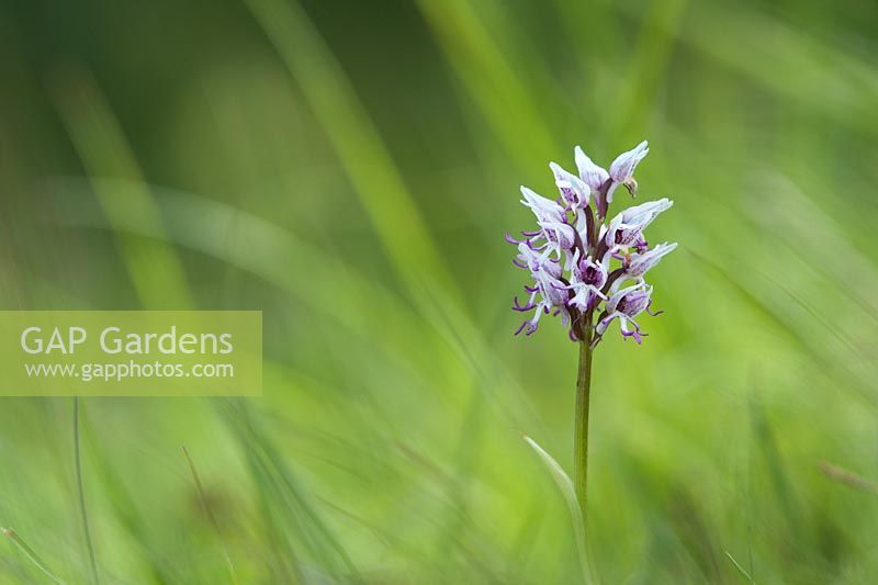 Orchis simia - Monkey Orchid