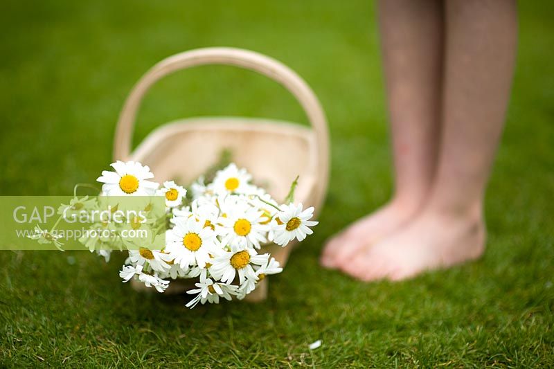 Girl standing beside basket of picked ox-eye daisies on lawn