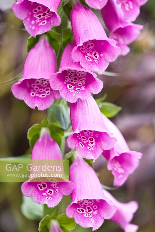 Digitalis purpurea - Millennium Garden NGS, Lichfield, Staffordshire