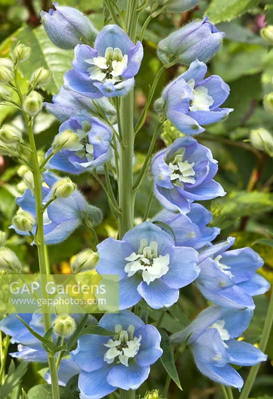 Delphinium 'Blue Bees' blue flowers with white eyes - Millennium Garden NGS, Lichfield, Staffordshire