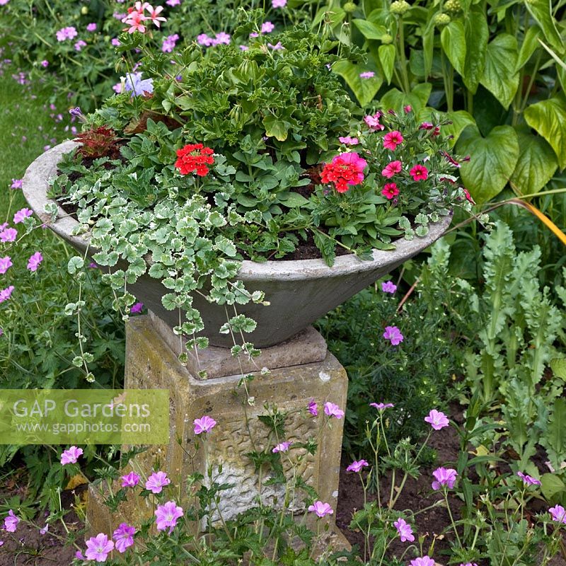 Stone pot on plinth plated with colour themed annuals - Millennium Garden NGS, Lichfield, Staffordshire