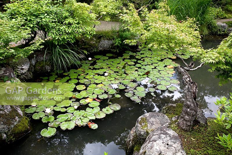 Japanese pond with lily pads, Isuien Garden, Nara, Japan