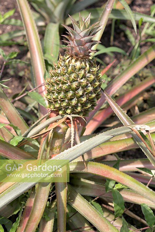 Ananas comosus 'Queen' - Pineapple 