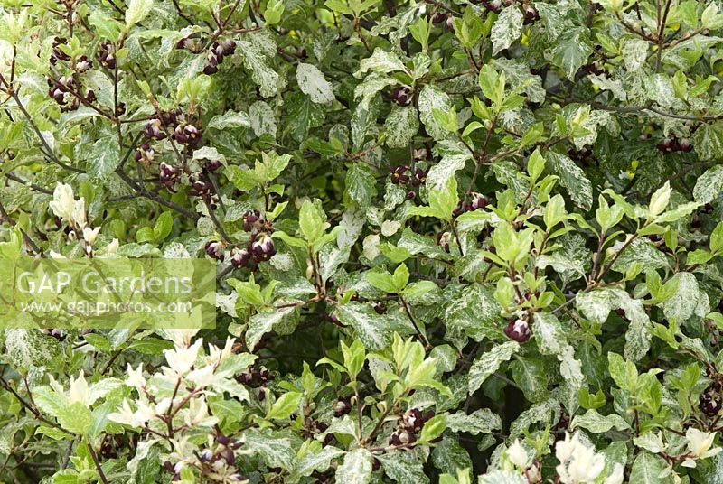 Pittosporum tenuifolium 'Irene Paterson' at 69 Well Lane, NGS garden, Cheshire