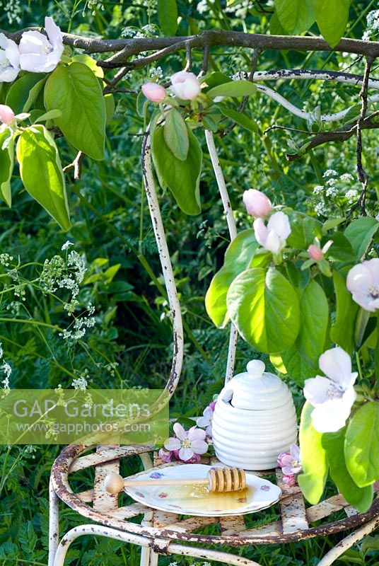 Honey pot, drizzler and honey on chair under quince blossom