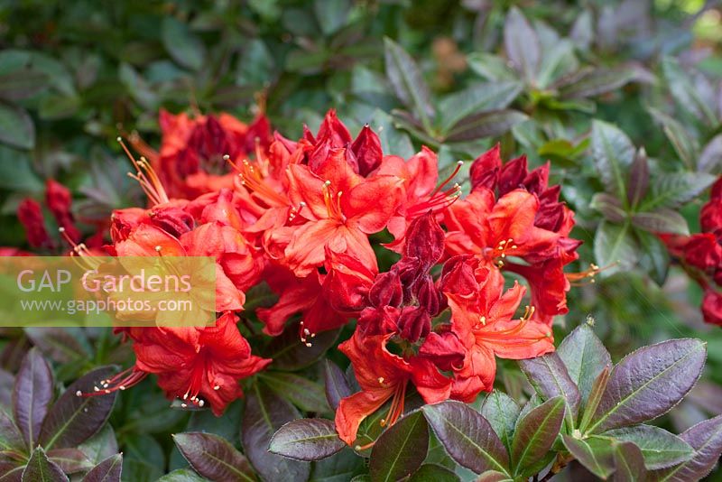 Rhododendron 'Fireball' - Azalea