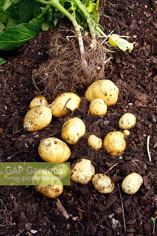 Pot grown new potato 'Accent' first early - one plant in 25 litre pot, planted early March and harvested 20 May, grown in polytunnel provides enough crop for a meal for two, and a week later enough for four