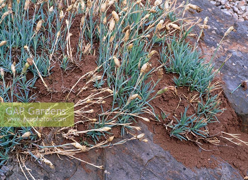 Mound ants - Lasius sp. forming mounds of soil among rockery plants - Dianthus cv.