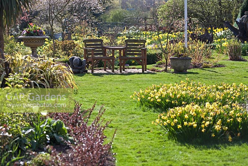 Seatinga area and Narcissus at Coopers Millenium Garden, Lichfield