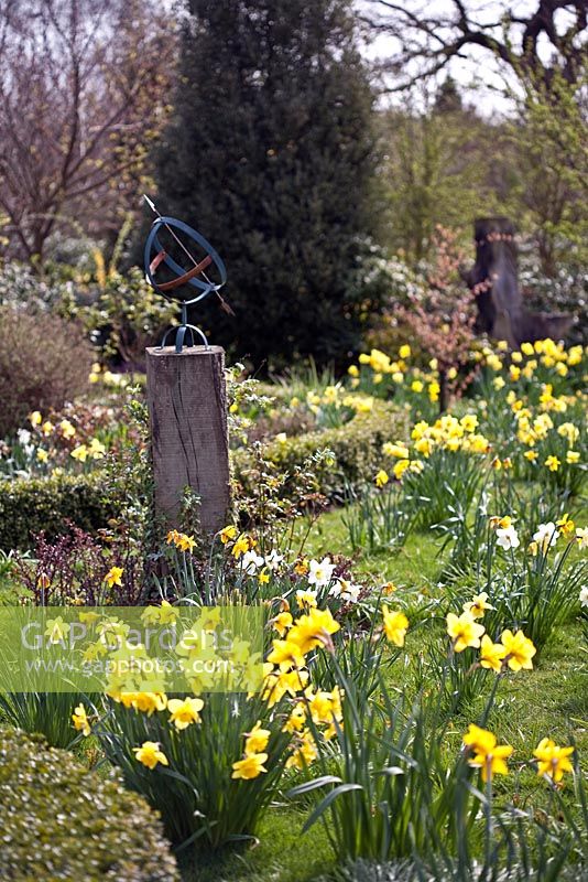 Sundial and Narcissus at Coopers Millenium Garden, Lichfield