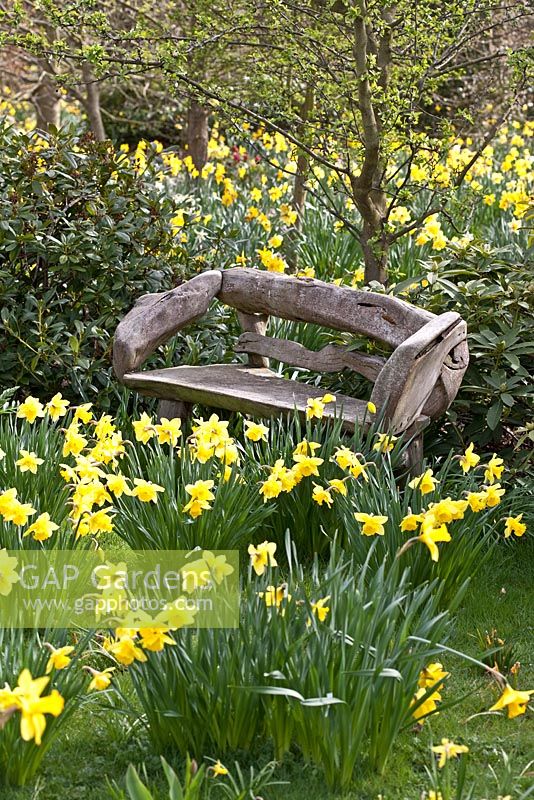 Wooden bench amongst Narcissus at Coopers Millenium Garden, Lichfield