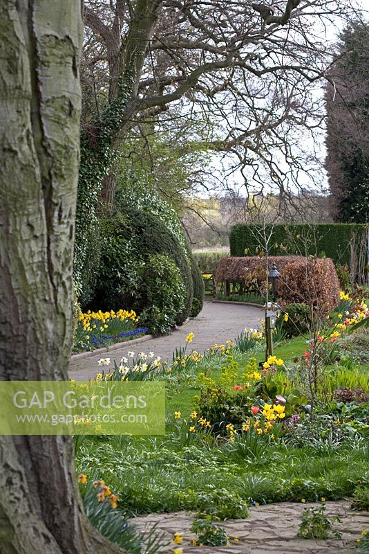 Path and Narcissus at Coopers Millenium Garden, Lichfield