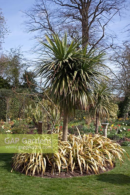 Island bed with a large Cordyline and Phormiums at Coopers Millenium Garden, Lichfield