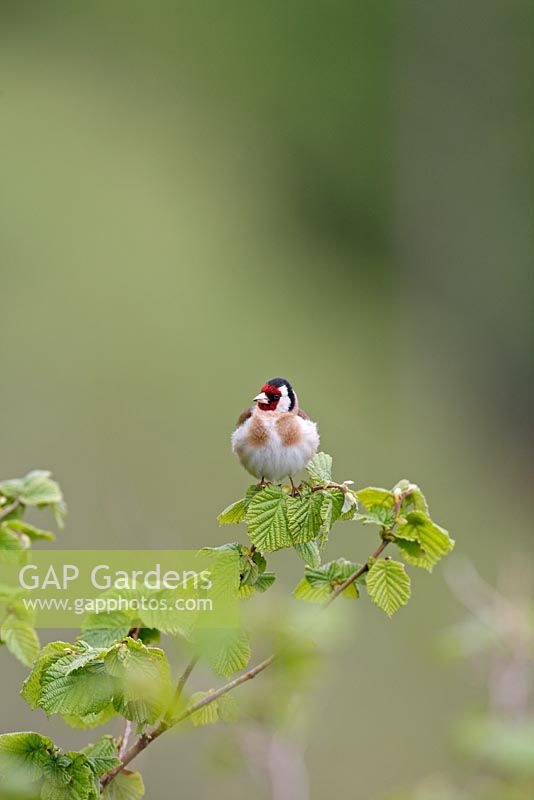 Carduelis carduelis - Goldfinch perching on hazel branch