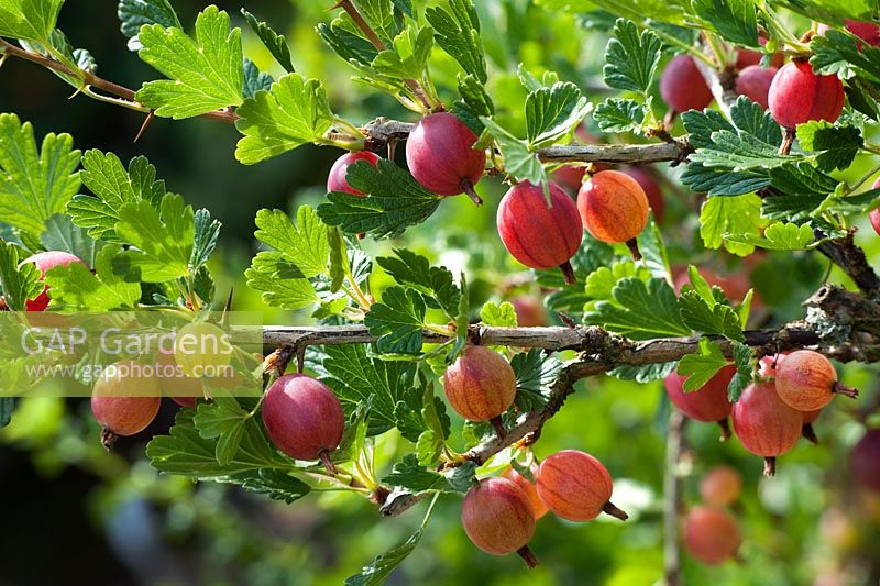 Ribes uva crispa 'Hinnomakii Red' - Gooseberries