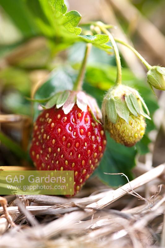 Fragaria x ananassa 'Golden Alexandra' - Strawberry
