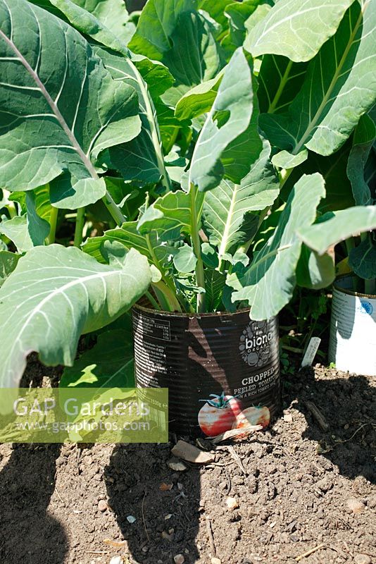 Protecting brassicas against cutworm using a tin can