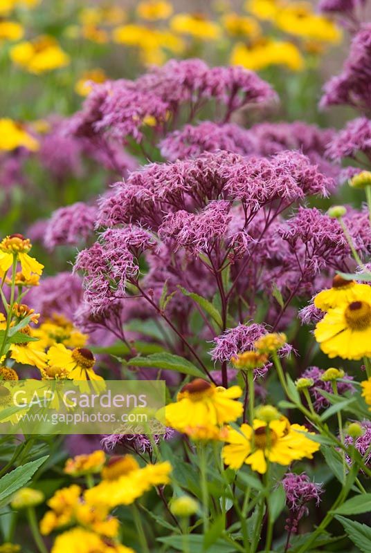 Eupatorium 'Purple Bush', Helenium 'Riverton Beauty', Glasshouse borders, RHS Gardens Wisley