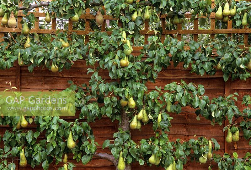 Pyrus 'Conference' - Espaliered pear tree
