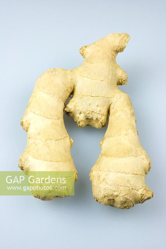 Zingiber officinale - Root ginger against white background
