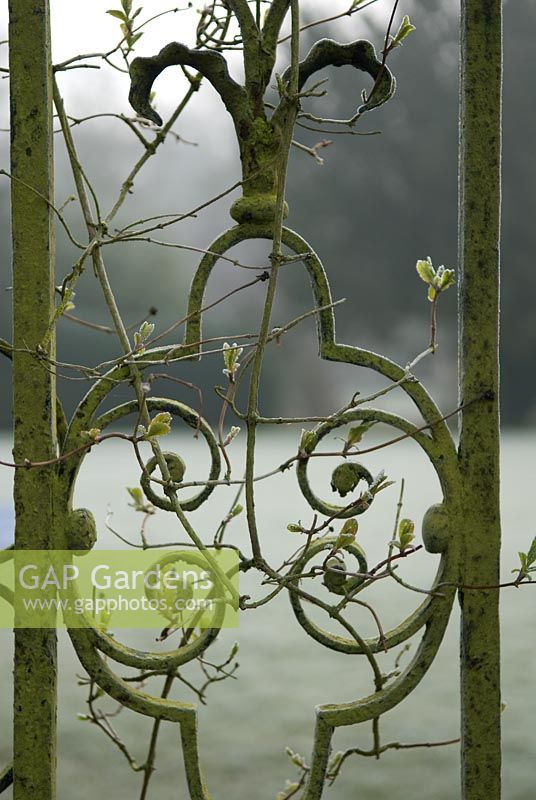 Detail of climbing rose on lichen-covered wrought iron railing in frost, Heale House Gardens, Wiltshire