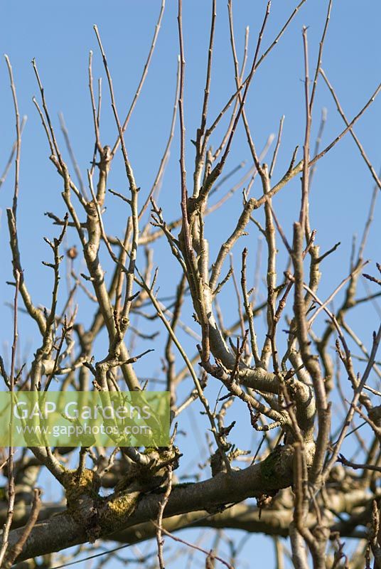 Bare branches of apple trees in the Walled Vegetable Garden, Heale House Gardens, Wiltshire