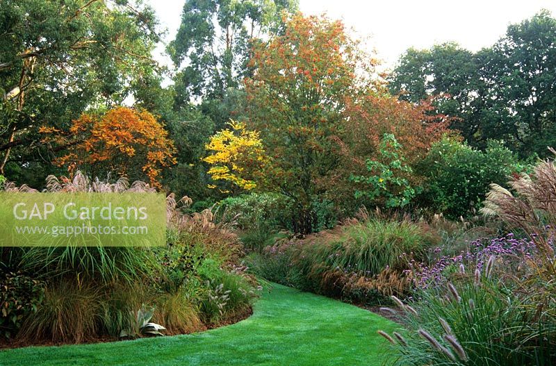 The Long Walk autumn borders of grasses, perennials, trees and shrubs in October including Miscanthus, Pennisetum, Cortaderia, Verbena bonariensis and Sorbus 
at Knoll Gardens, Dorset