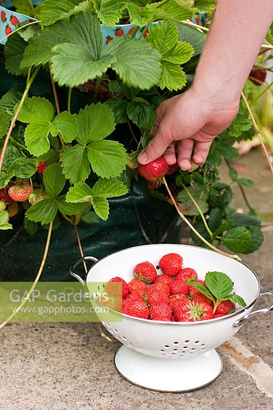 Fragaria x ananassa 'Honeoye' - harvesting strawberries from a patio based strawberry growing bag