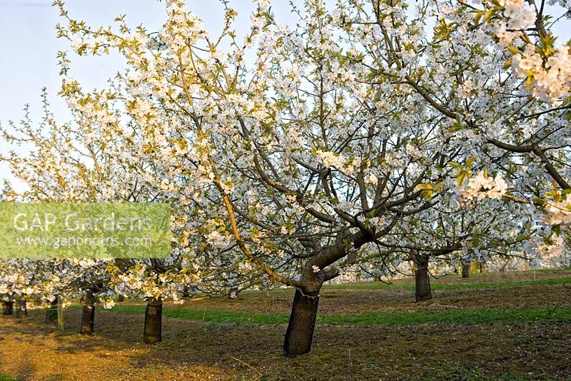 Commercial cherry orchard in blossom at sunset
