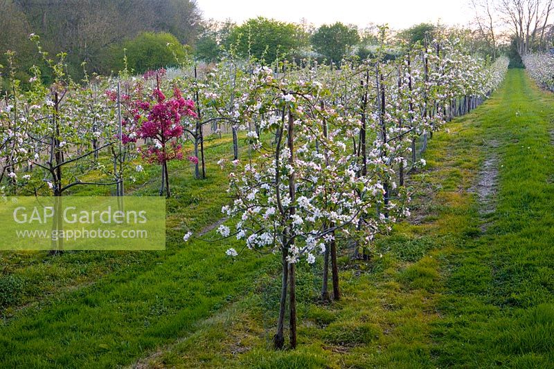 Malus 'John O'Gold' - Apple trees in blossom in orchard with pollinator