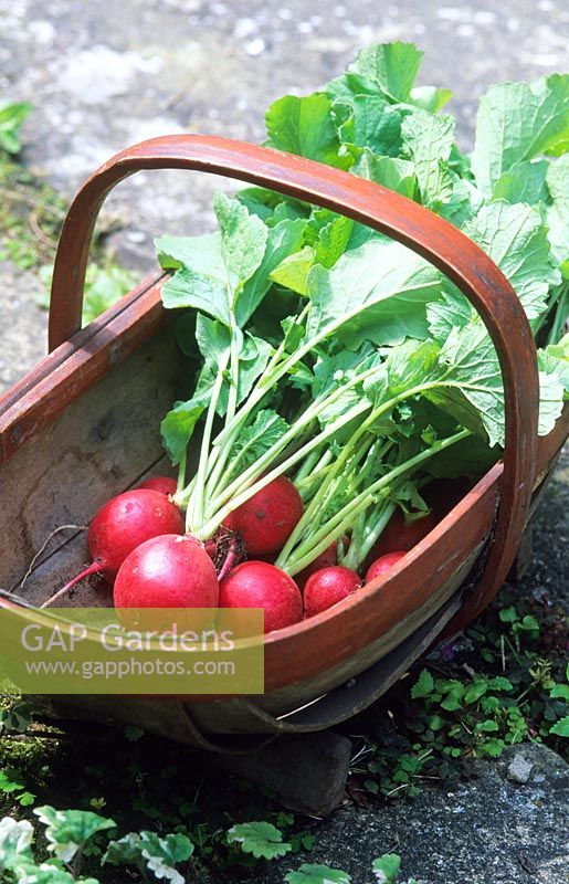 Harvested pot container grown Radish 'Cherry Bell' in trug