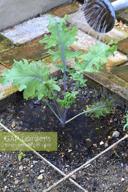 Brassica - Watering Red Winter kale in beds designed for square foot gardening