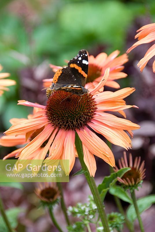 Echinacea 'Sundown', with Painted Lady butterfly, Vanessa cardui - A Chef's Kitchen, RHS Hampton Court Palace Flower Show 2009