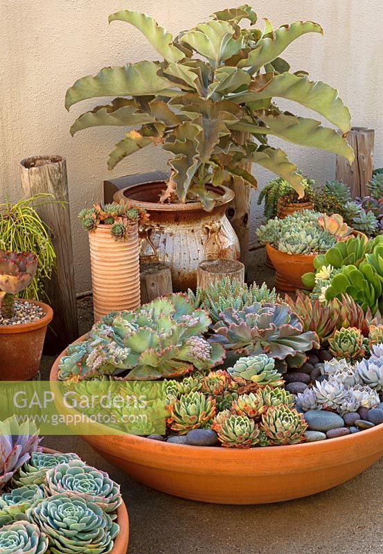 Succulents in bowl shaped pots. Kalanchoe beharensis in pottery pot at rear.