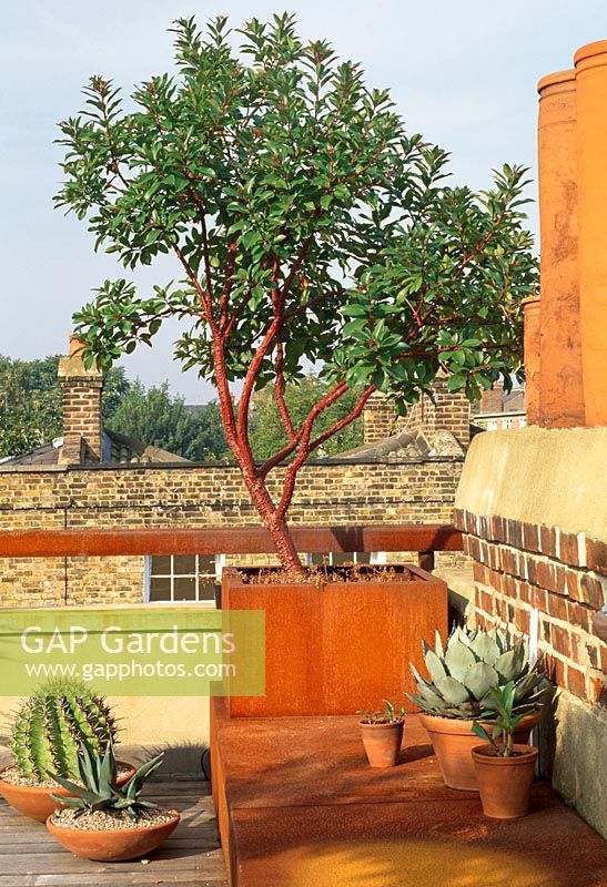 Arbutus tree in corten steel container and bench with various cacti in pots - London roof garden
