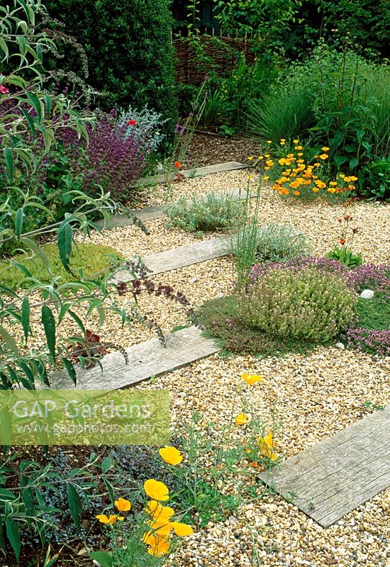 Wildlife garden with plants including Buddleia, Eschscholzia californica, creeping Thymus and Salvia. Sleepers are embedded in the gravel.