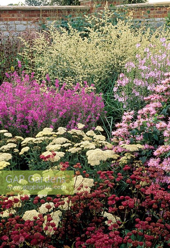 Clumps of perennials from front to back of border, Astrantia major Claret, Achillea millefolium , monarda Cherokee, Lythrum virgatum and  Artemisia lactiflora