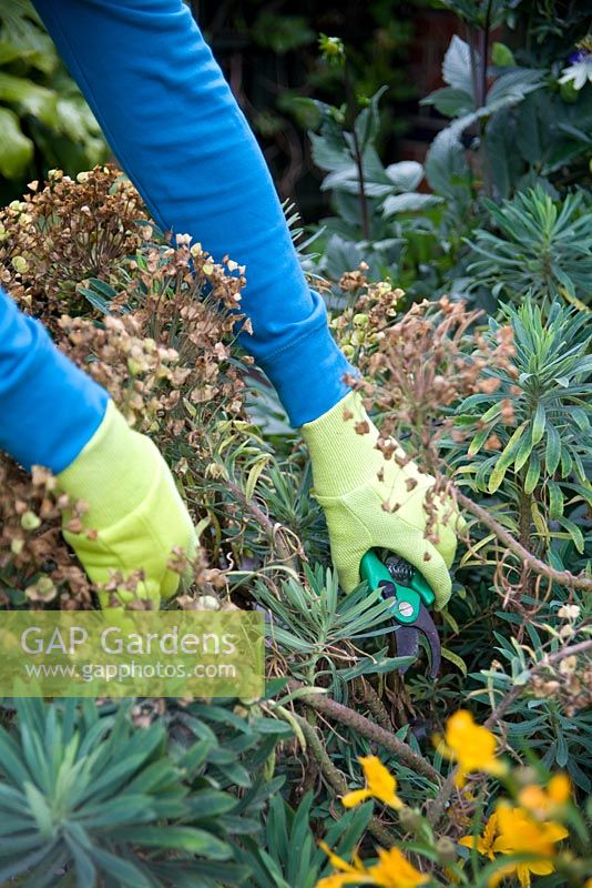 Cutting back old flower heads from Euphorbia characias subsp wulfenii 