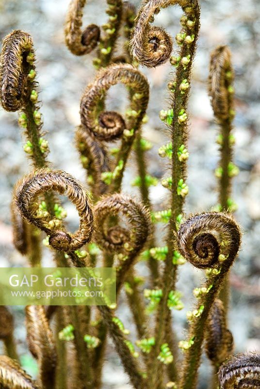 Dryopteris wallichiana AGM - Abbotsbury Subtropical Gardens, Abbotsbury, nr Weymouth, Dorset, UK