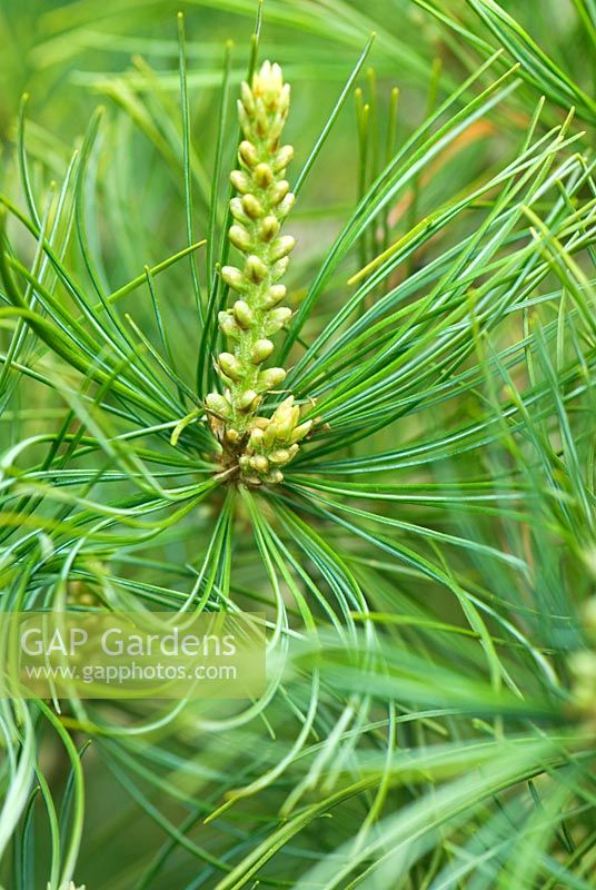 Pinus parviflora 'Shirobana' - Sir Harold Hillier Gardens/Hampshire County Council, Romsey, Hants, UK