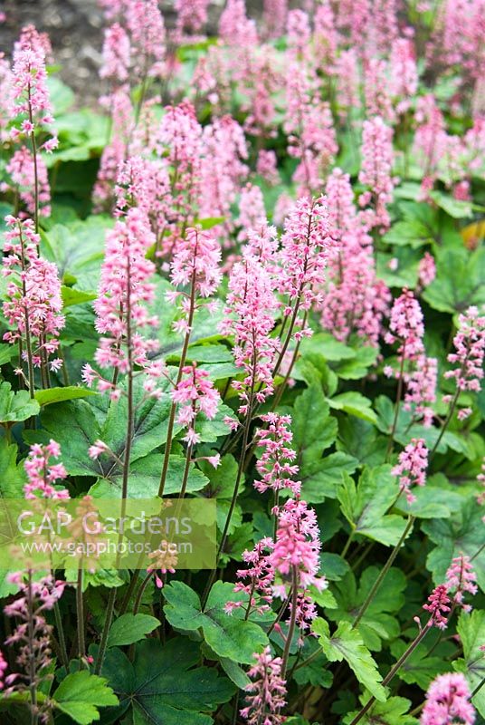 x Heucherella 'Dayglow Pink' - Sir Harold Hillier Gardens/Hampshire County Council, Romsey, Hants, UK