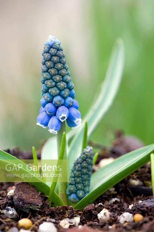 Muscari - Attractive to bees