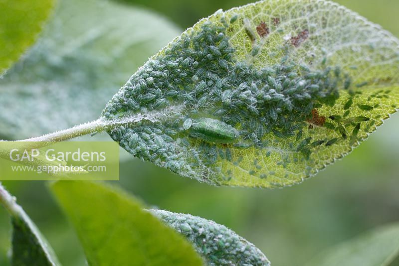 Syrphidae - Hoverfly larva feeding on mealy plum aphids