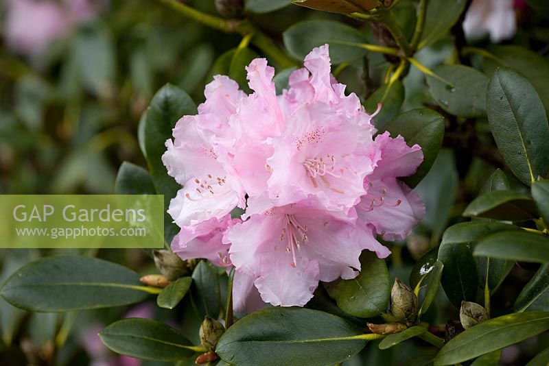 Rhododendron 'Silberwolke' or 'Silver Cloud'