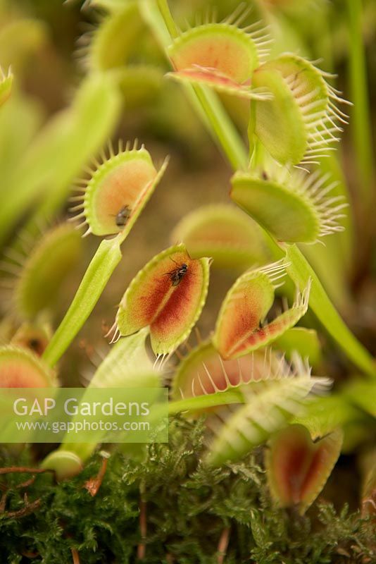Dionaea muscipula - Venus Flytrap with fly in trap